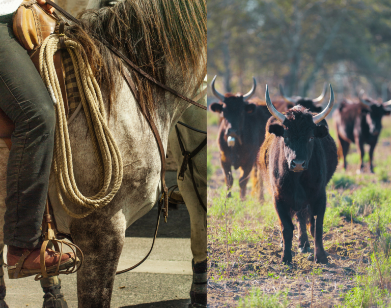 Photo d'un cavalier à cheval avec des taureaux